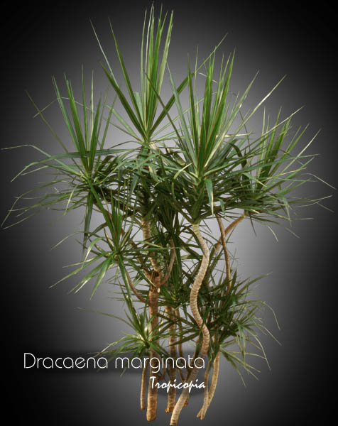 Dracaena - Dracaena marginata - Dragonier - Madagascar dragon tree